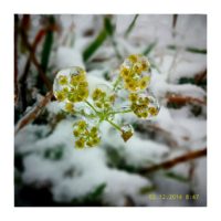 Fragile beauty